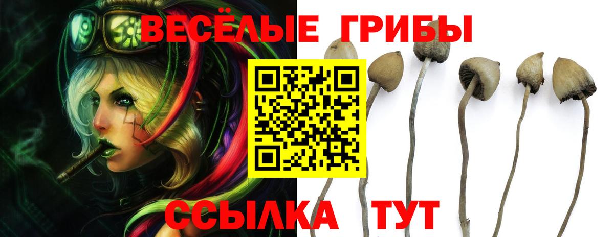 Галлюциногенные грибы мицелий Балтийск